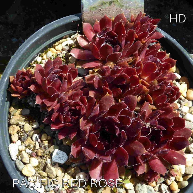 Pacific Red Rose