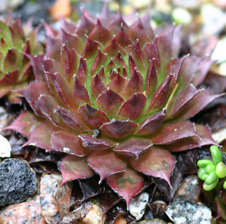 Salvano