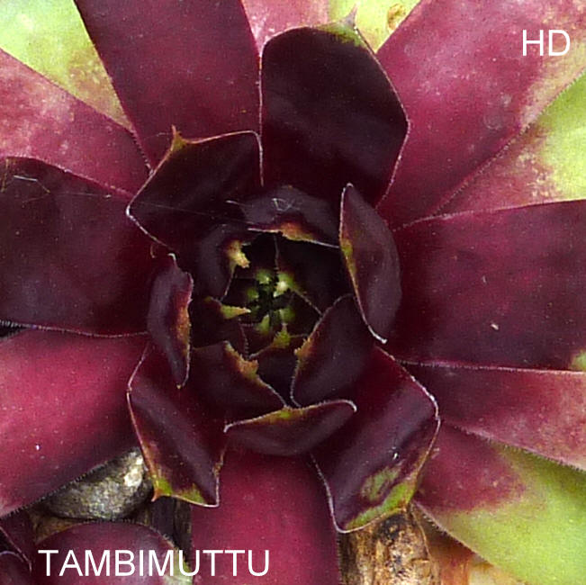 Tambimuttu