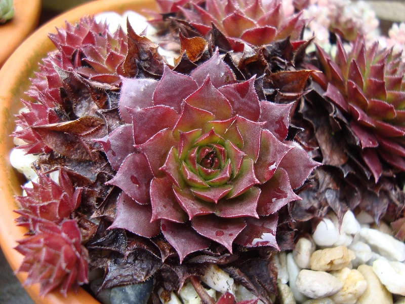Red Korspel