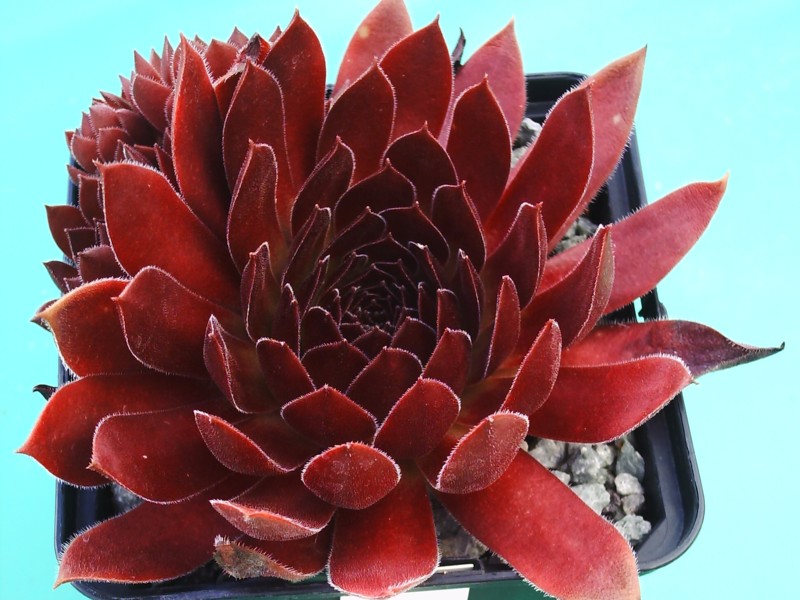 Pacific Red Rose
