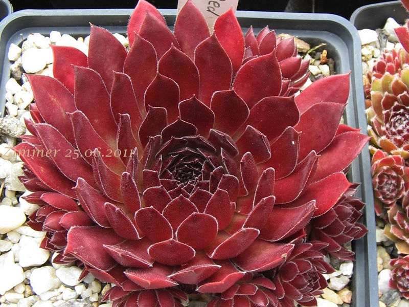 Pacific Red Rose