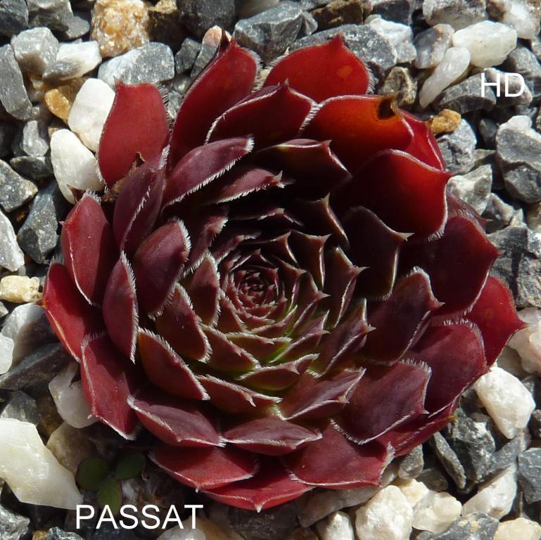 Passat / Jovi