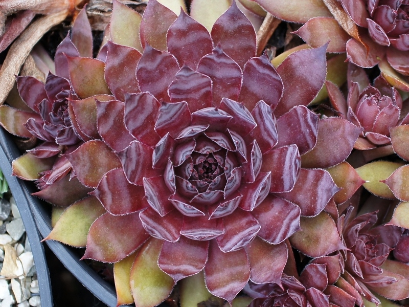 Drachenblut