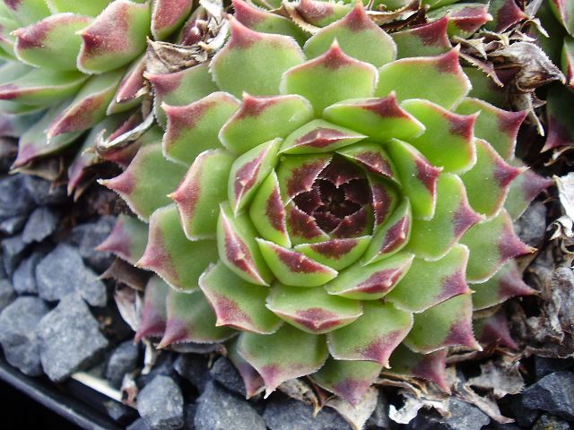 Spinulifolium