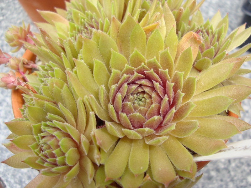 Passionata