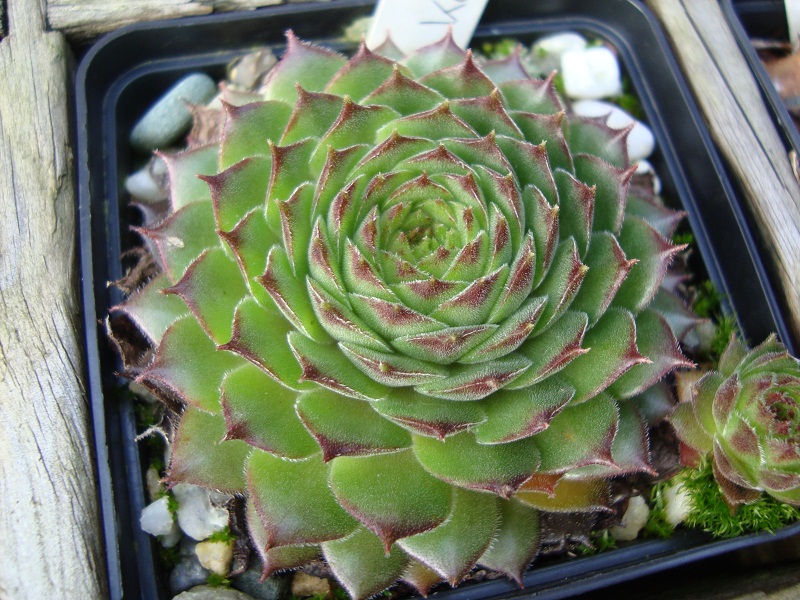 Red Konigin