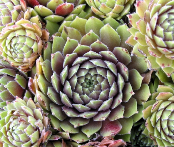 Passionata