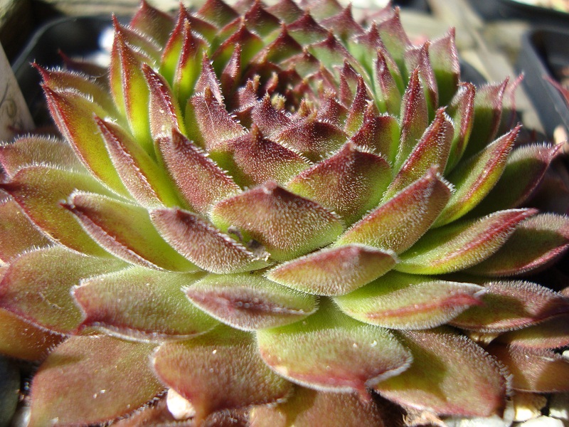 Red Konigin