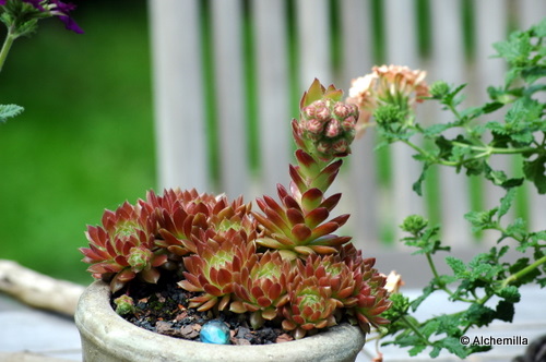 Pacific Green Rose