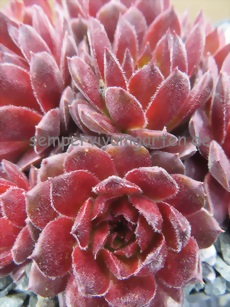 Red Konigin