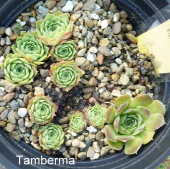 Tamberma / Jovi