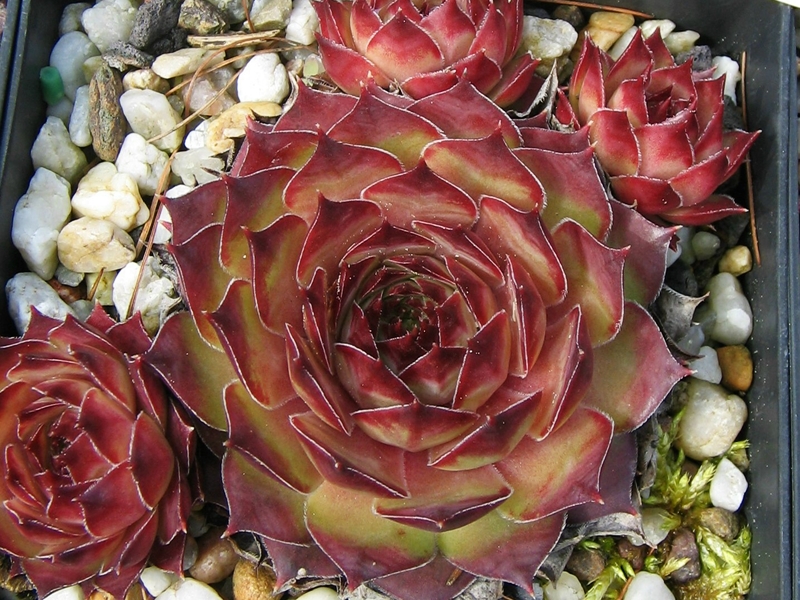 Tacora