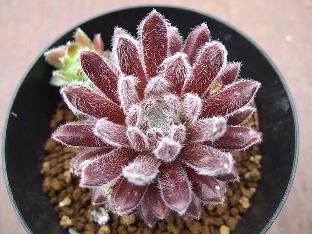 Pacific Plump Fuzzy