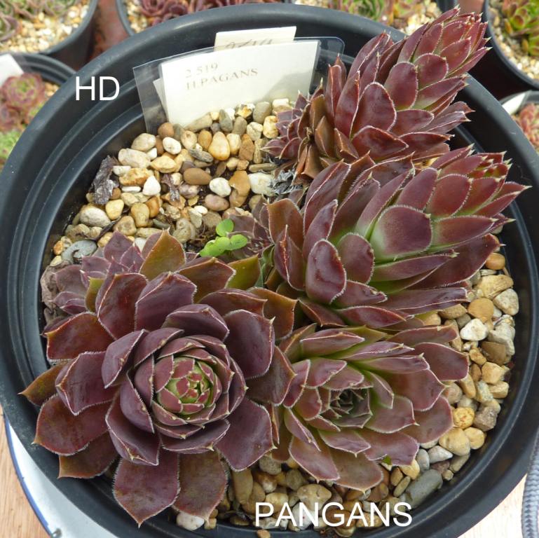 Pangans / Jovi