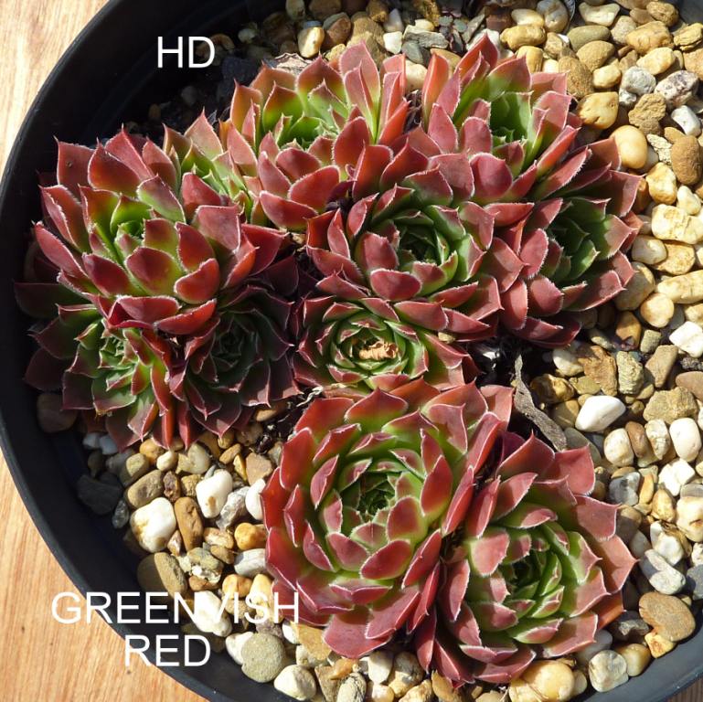 Greenish Red / Jovi