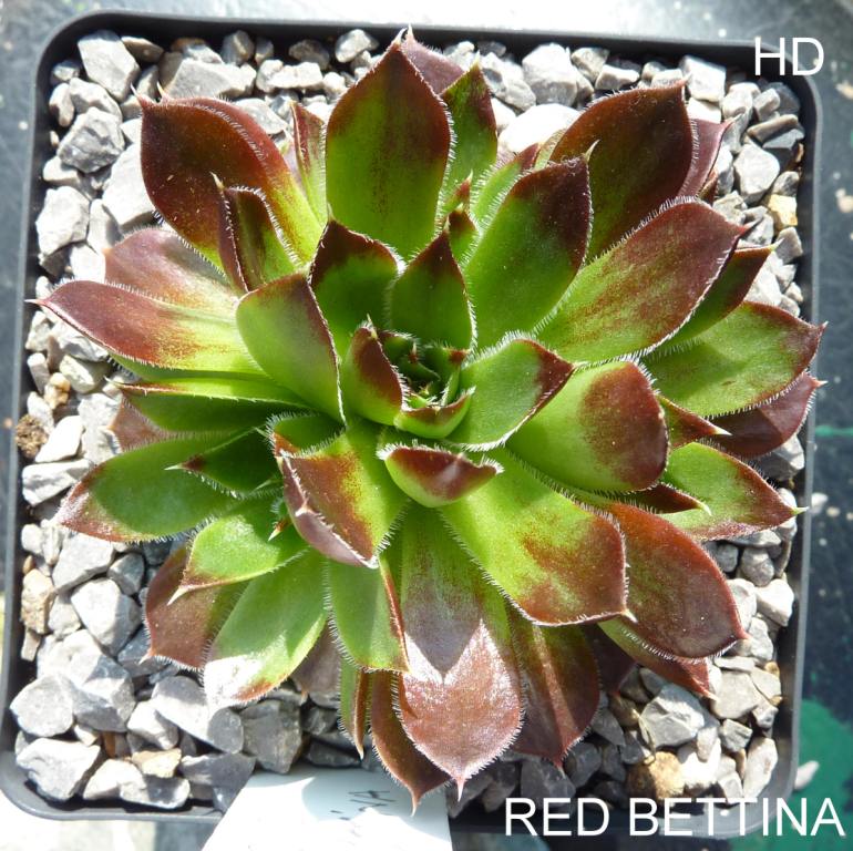 Red Bettina / Jovi