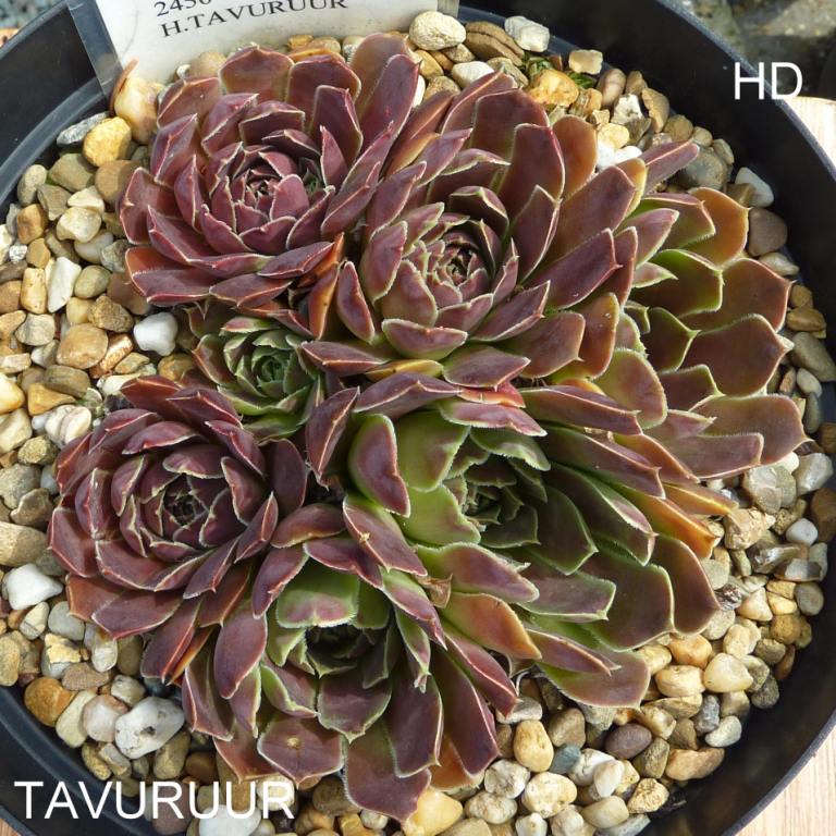 Tavuruur / Jovi