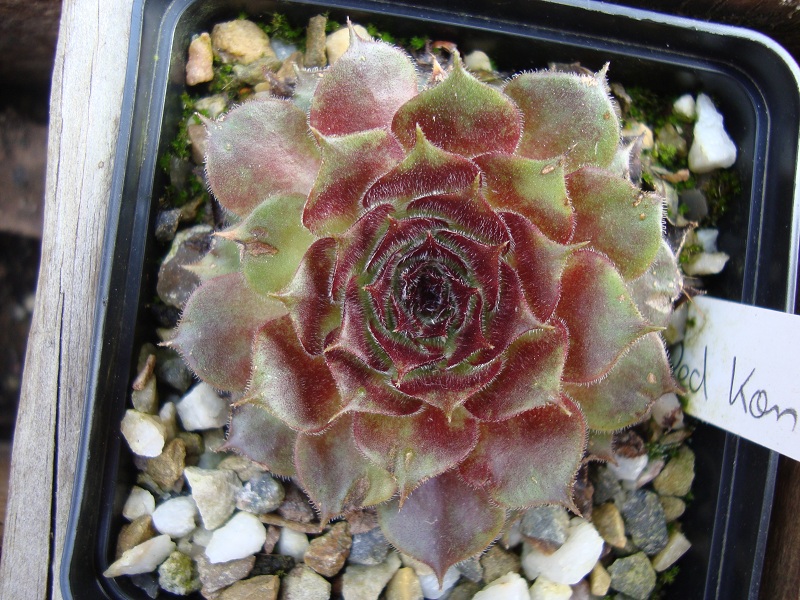 Red Konigin
