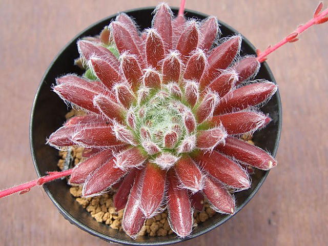 Pacific Plump Fuzzy
