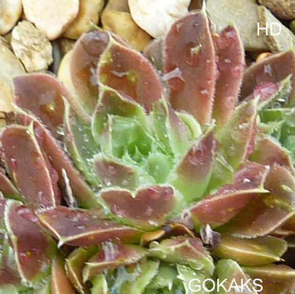 Gokaks / Jovi