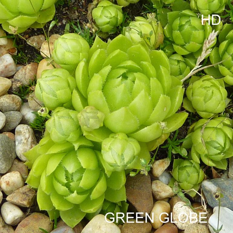 Green Globe / Jovi