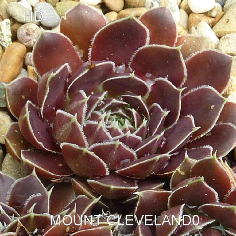 Mount Cleveland / Jovi