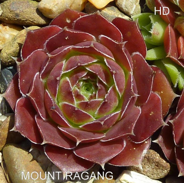 Mount Ragang / Jovi