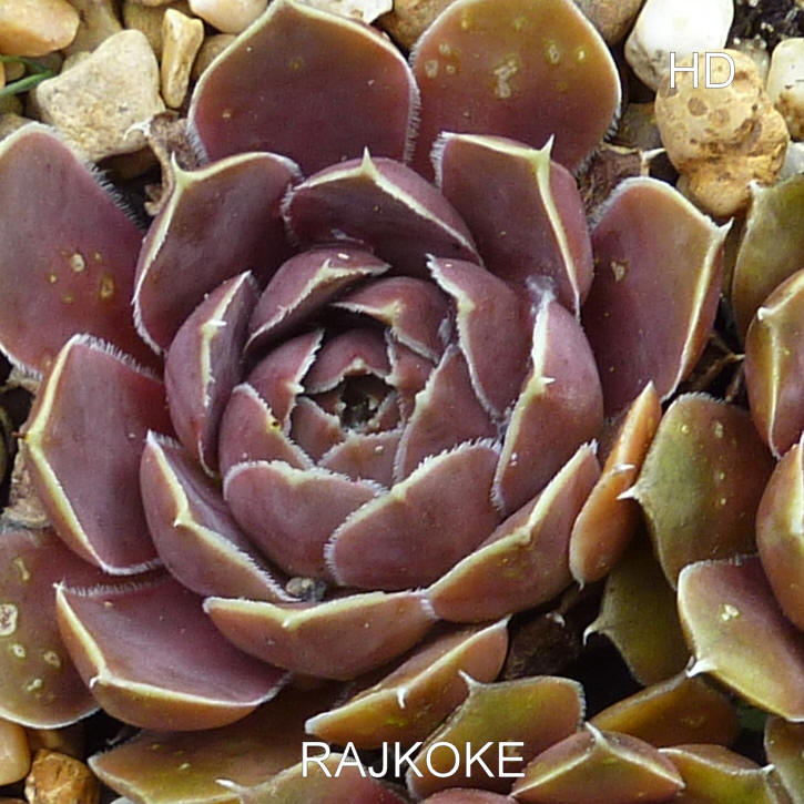 Rajkoke / Jovi