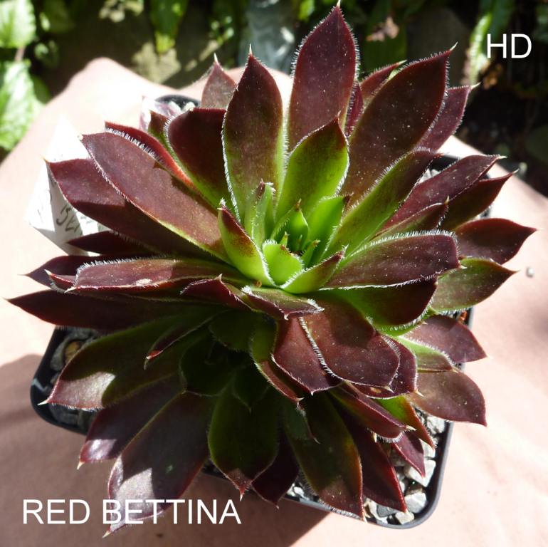 Red Bettina / Jovi