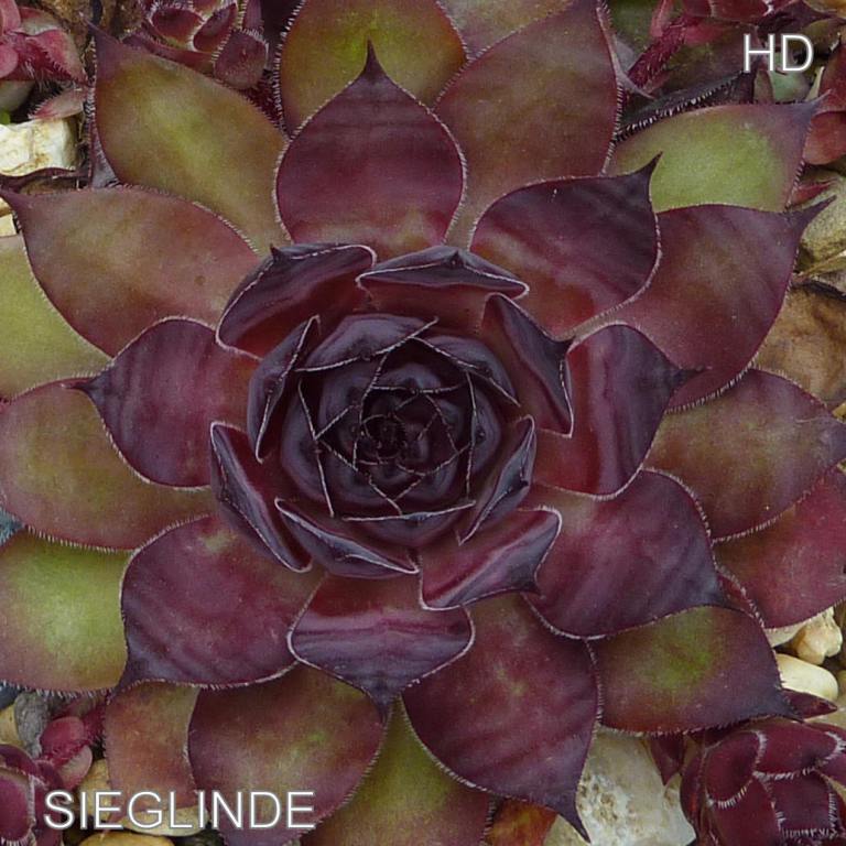 Sieglinde