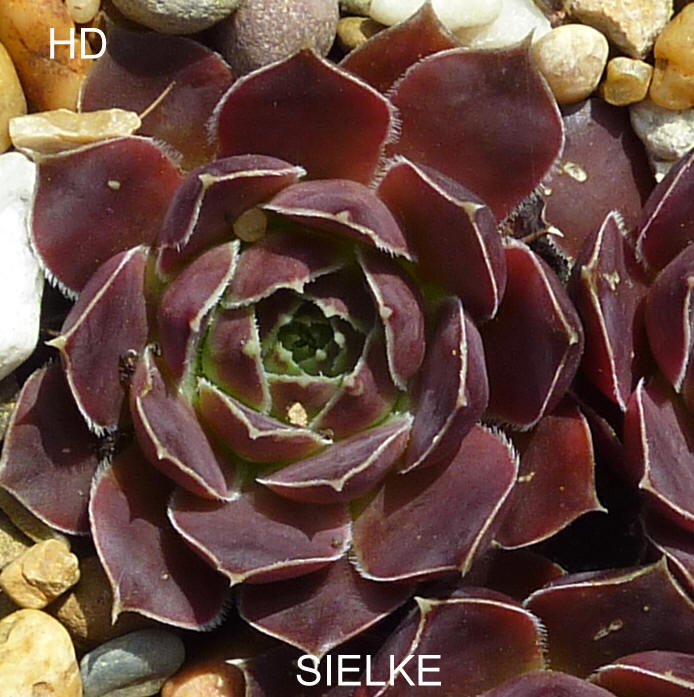 Sielke / Jovi