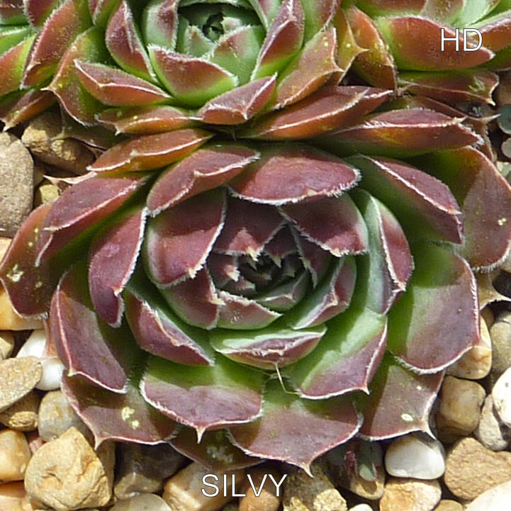 Silvy / Jovi