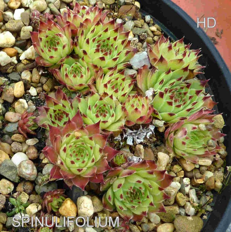 Spinulifolium