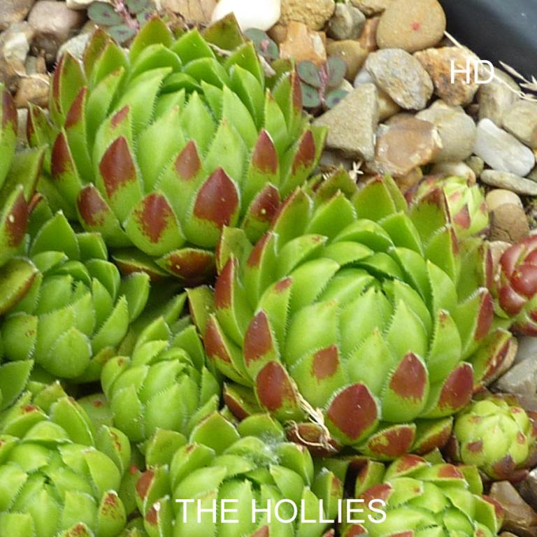 The Hollies / Jovi
