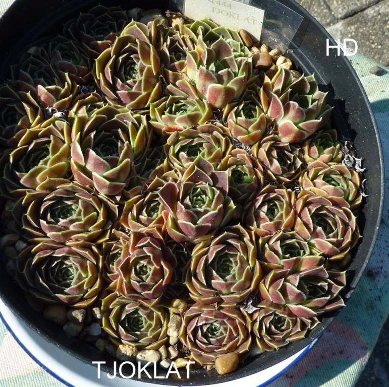 Tjoklat/ Jovi
