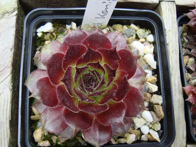 Red Konigin