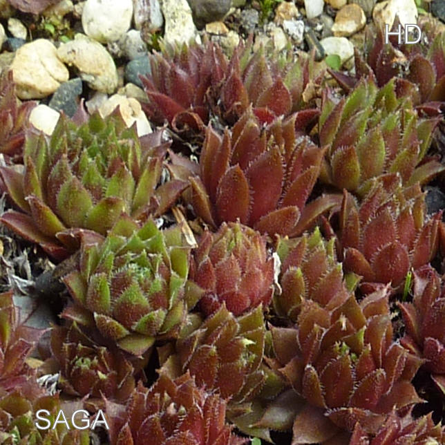 Saga