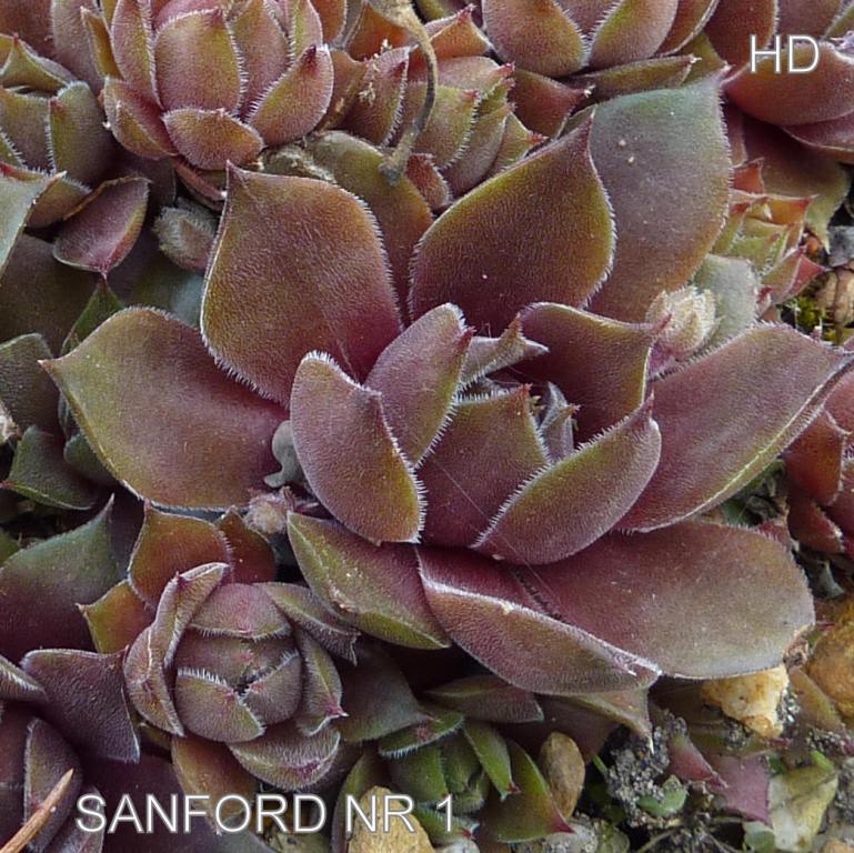 Sanford's No. 1