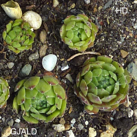 Gjald