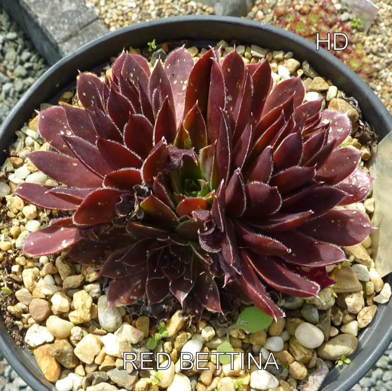 Red Bettina / Jovi