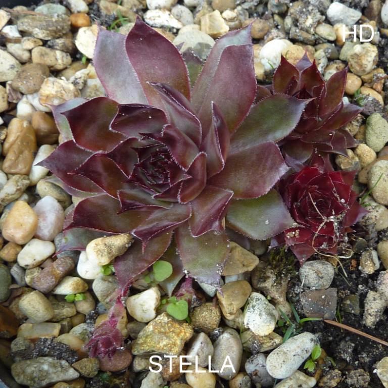 Stella