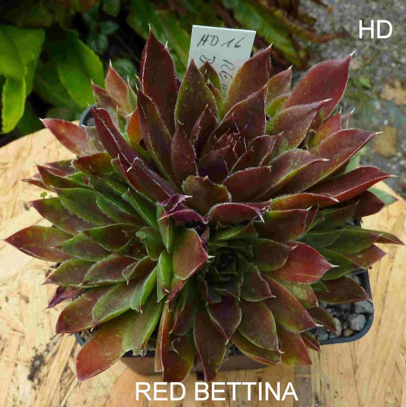 Red Bettina / Jovi