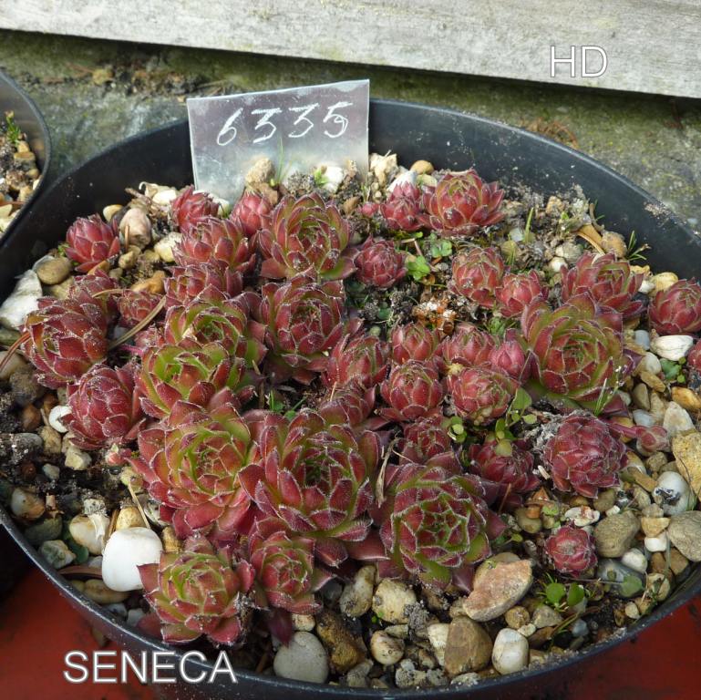 Seneca