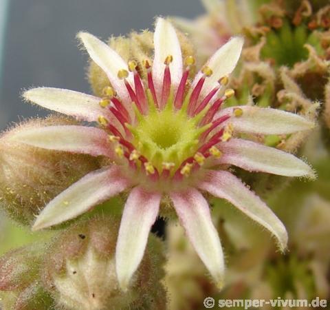 Spinulifolium