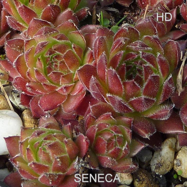 Seneca