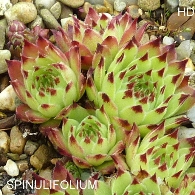 Spinulifolium