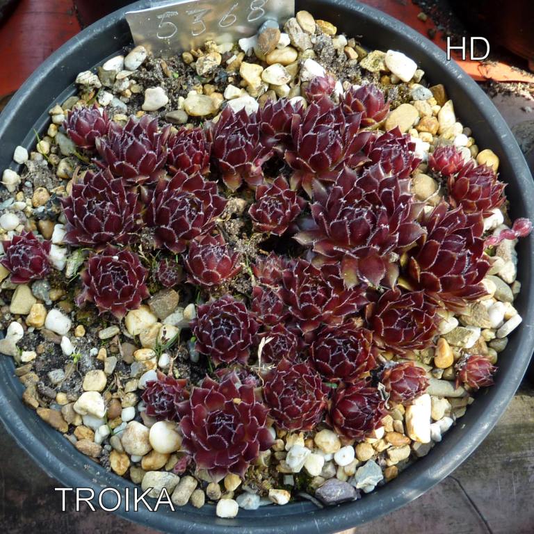 Troika