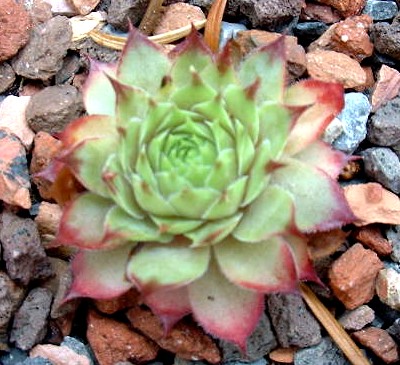 Tacora