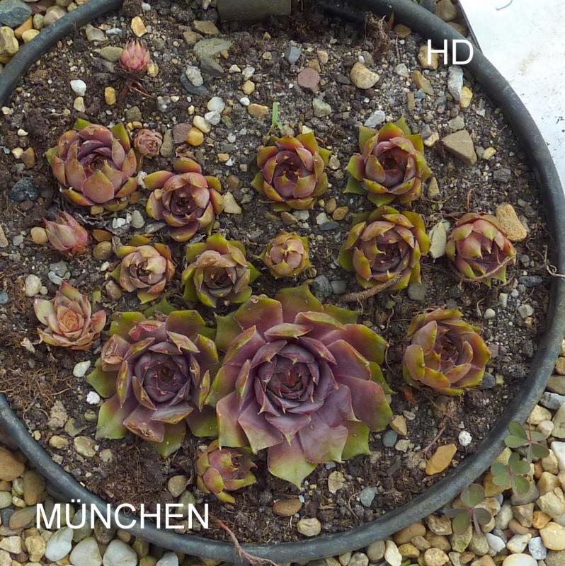 München